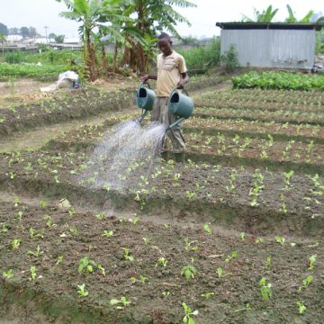 un_exploitant_arrosant_ses_planches_de_laitues-2 Pourquoi le Gabon doit créer de nouvelles fermes agricoles : un enjeu crucial de souveraineté