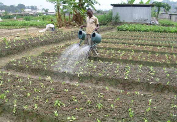 Pourquoi le Gabon doit créer de nouvelles fermes agricoles : un enjeu crucial de souveraineté