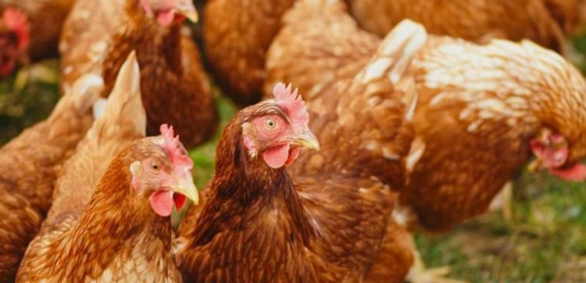 BRVMC0_3abdda54-8967-491a-a595-bd3f01a2376d_x Souveraineté alimentaire : comment le Gabon prépare l’interdiction d’importation du poulet de chair d’ici 2027