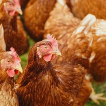 BRVMC0_3abdda54-8967-491a-a595-bd3f01a2376d_x Souveraineté alimentaire : comment le Gabon prépare l’interdiction d’importation du poulet de chair d’ici 2027