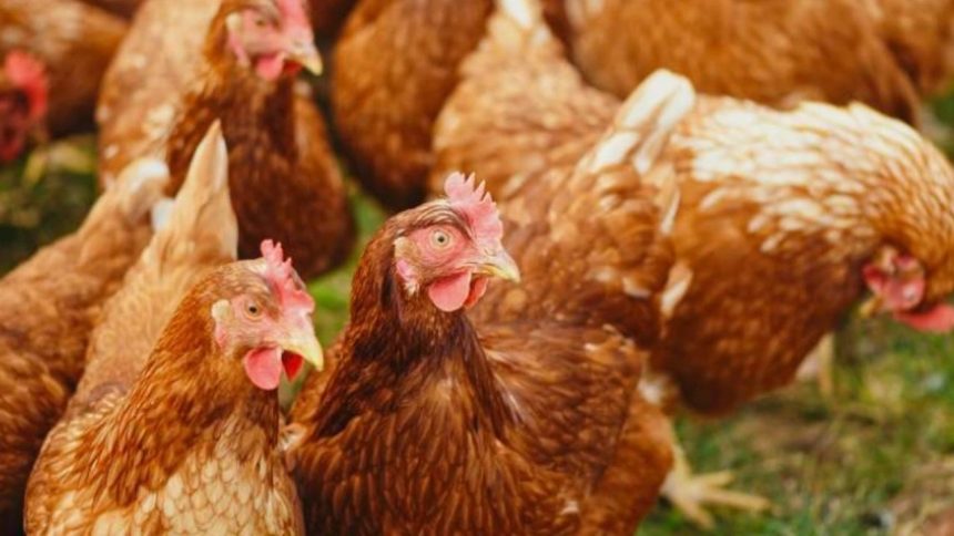 BRVMC0_3abdda54-8967-491a-a595-bd3f01a2376d_x Souveraineté alimentaire : comment le Gabon prépare l’interdiction d’importation du poulet de chair d’ici 2027